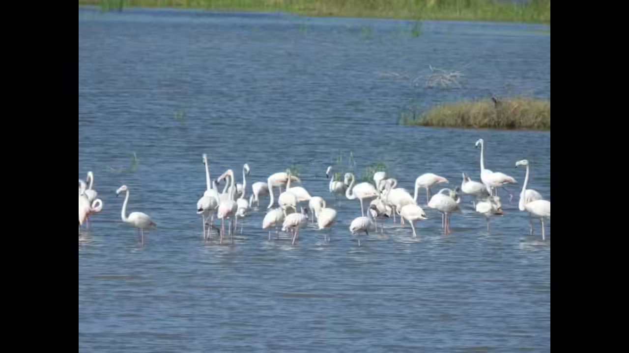 50,000 Birds Recorded In Dholera’s Biodiversity Survey
